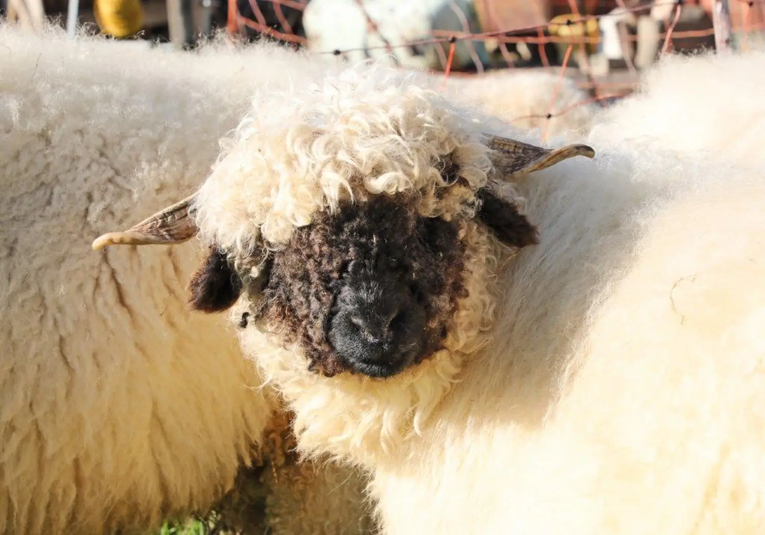 Hardys Weinwelt Wallis Blacknose