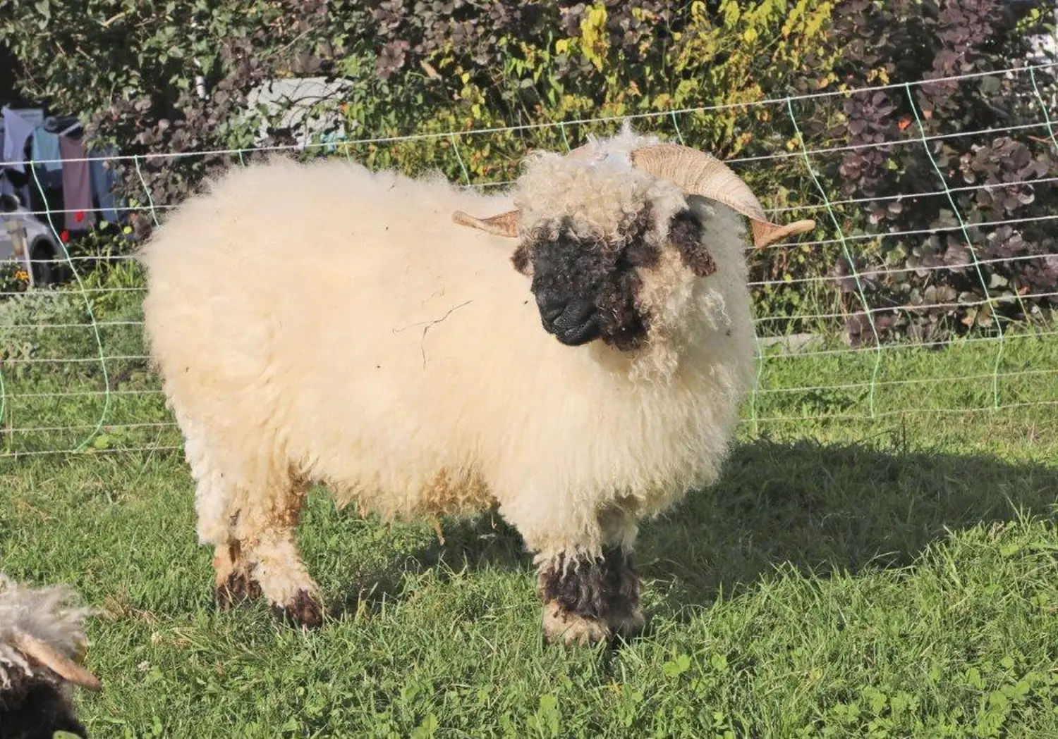 Hardys Weinwelt Wallis Blacknose