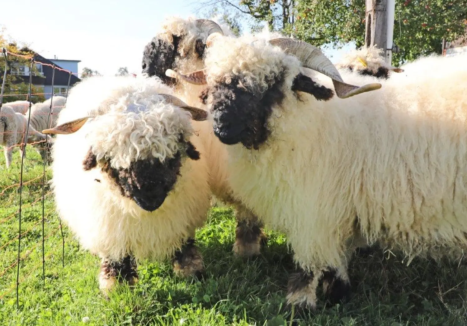Hardys Weinwelt Wallis Blacknose