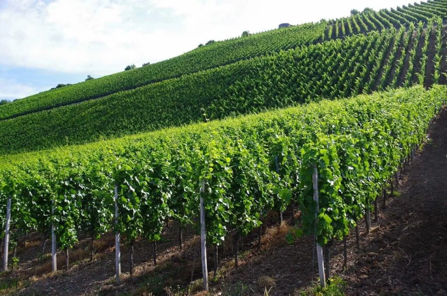 Hardys Weinwelt Weinberg