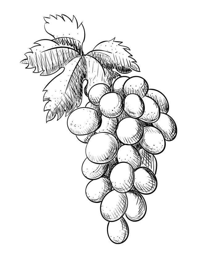 Weinzweig mit Blatthandzeichnung, Gravur im Vintage-Stil, Vektorillustration
